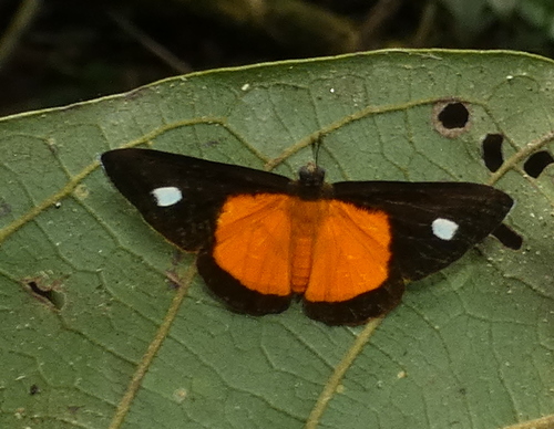 Mesene monostigma