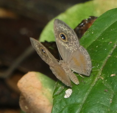 Perophthalma tullius