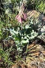 Veltheimia capensis