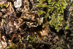 Stephanopis carcinoides