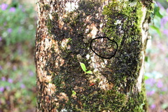 Stephanopis carcinoides