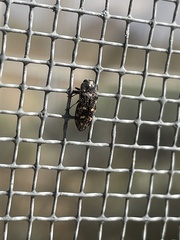 Acmaeoderopsis junki