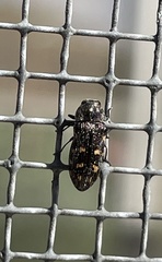 Acmaeoderopsis junki