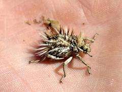 Brachycerus fascicularis