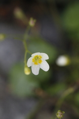 Romanzoffia sitchensis