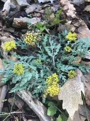 Cymopterus longipes
