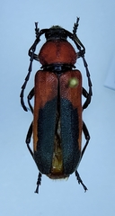 Crossidius militaris