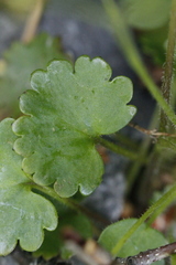 Romanzoffia sitchensis