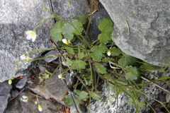 Romanzoffia sitchensis