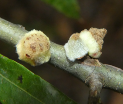 Callirhytis quercusventricosa