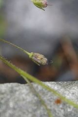 Romanzoffia sitchensis