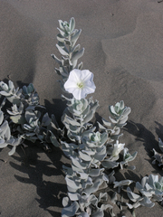 Convolvulus persicus