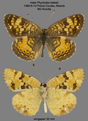 Phyciodes batesii