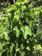 Dendropanax arboreus