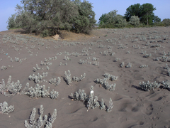 Convolvulus persicus