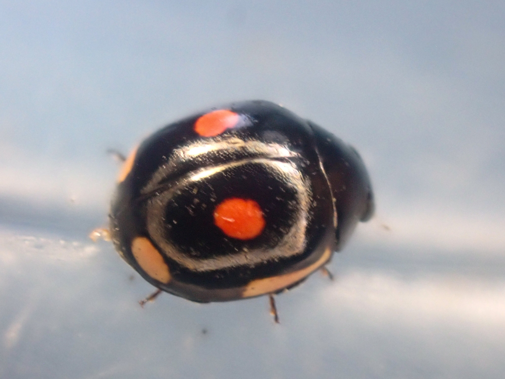 Lateral Lady Beetle