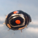 Lateral Sigil Lady Beetle - Photo (c) Chloe and Trevor Van Loon, some rights reserved (CC BY), uploaded by Chloe and Trevor Van Loon
