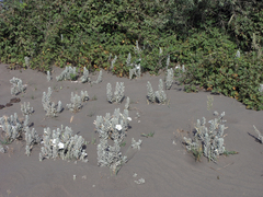 Convolvulus persicus