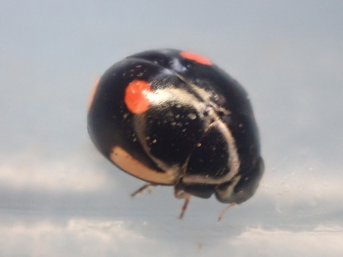 Lateral Sigil Lady Beetle photo 3