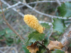 Heteroecus melanoderma