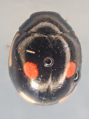 Hyperaspis lateralis