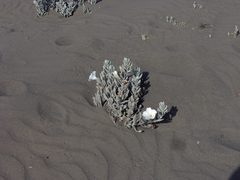 Convolvulus persicus