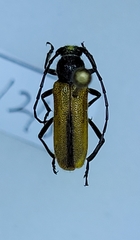 Crossidius pulchellus