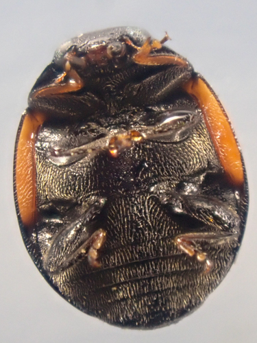 Lateral Sigil Lady Beetle photo 2
