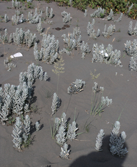 Convolvulus persicus