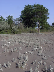 Convolvulus persicus