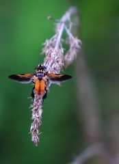 Galactomyia