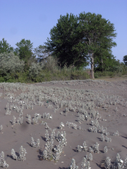 Convolvulus persicus
