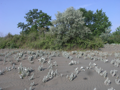 Convolvulus persicus