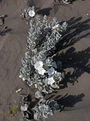Convolvulus persicus