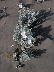 Convolvulus persicus