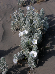 Convolvulus persicus