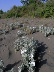 Convolvulus persicus