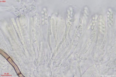 Mollisia sublividula