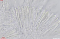 Mollisia sublividula