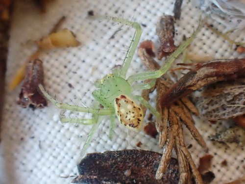 Diaea livens photo 2