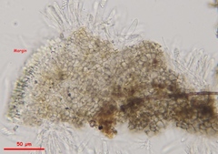 Mollisia sublividula