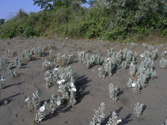 Convolvulus persicus