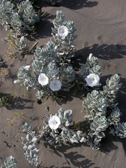 Convolvulus persicus