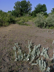 Convolvulus persicus