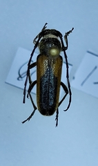 Crossidius pulchellus