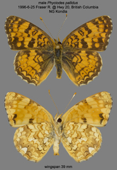Phyciodes pallida