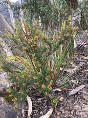 Cryptandra tomentosa