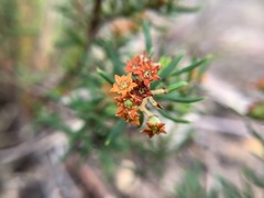 Cryptandra tomentosa