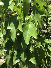 Dendropanax arboreus