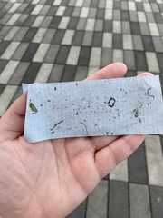 Amblyomma americanum